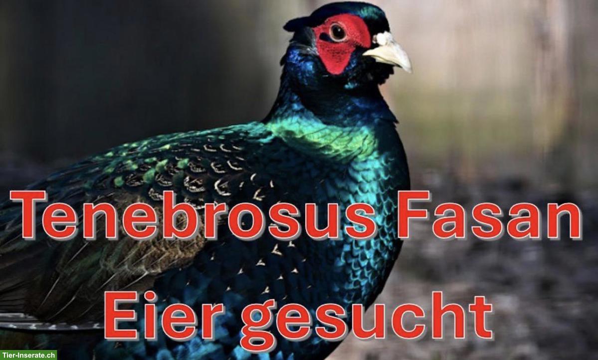 Tenebrosus FASAN Bruteier GESUCHT