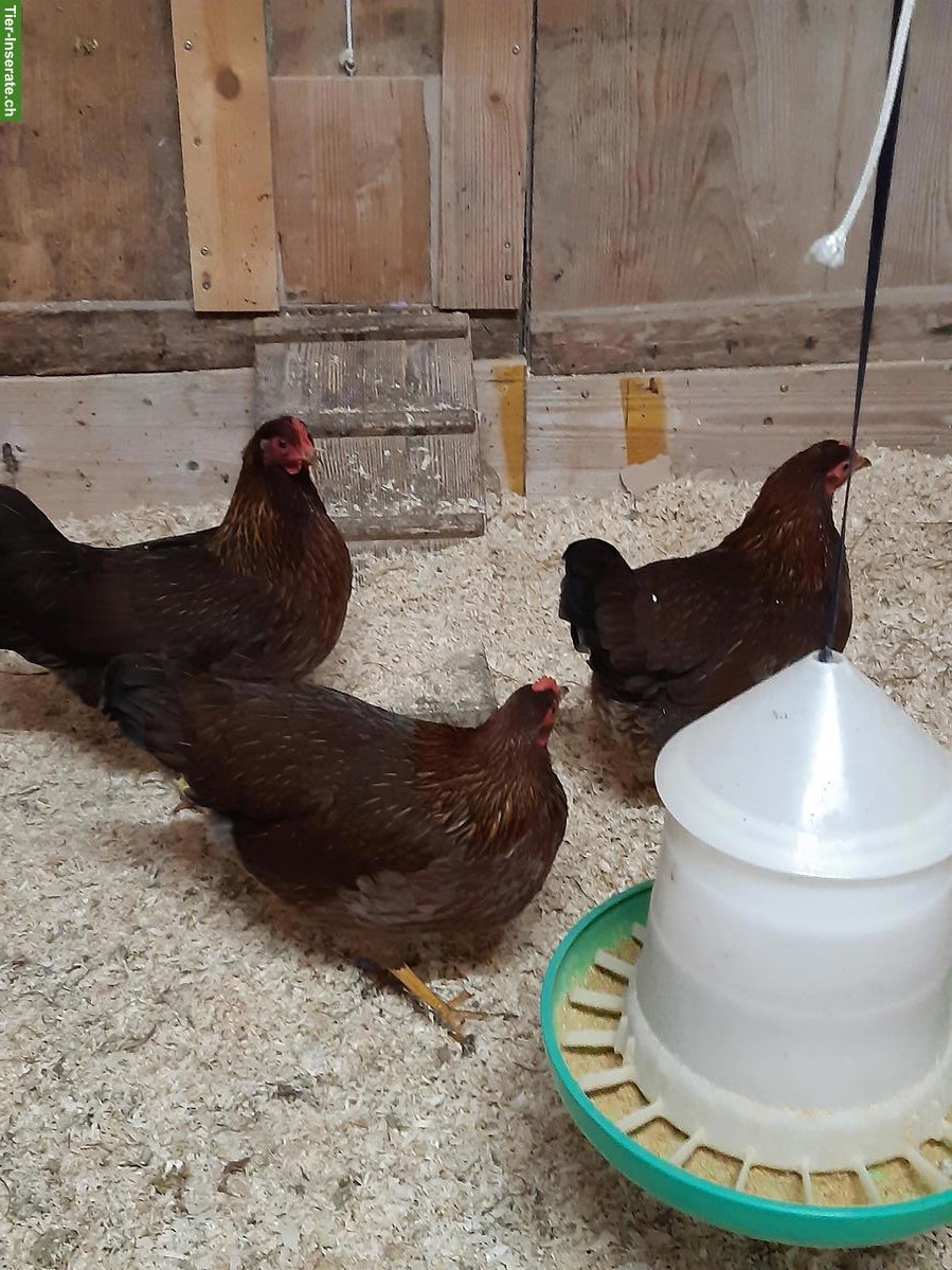 Bild 2: 2 Zwerg-Welsumer, rost-rebhuhnfarbig, Jahrgang 2025