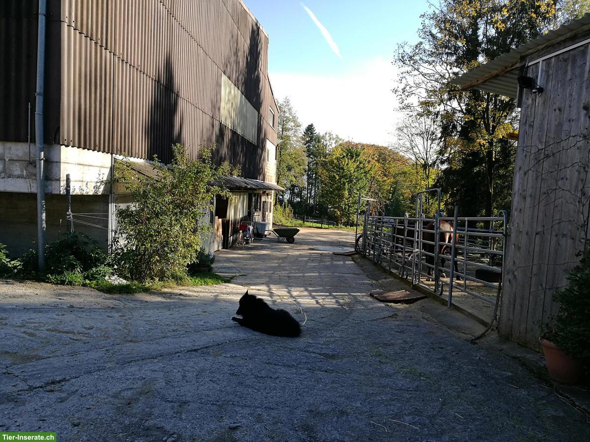 2 grosse Pferdeboxen zu vermieten in Baar ZG