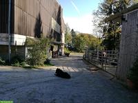 2 grosse Pferdeboxen zu vermieten in Baar ZG