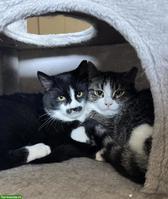 Katzen Yuki, Lou, Baluga & Schnurrbert suchen ein Zuhause