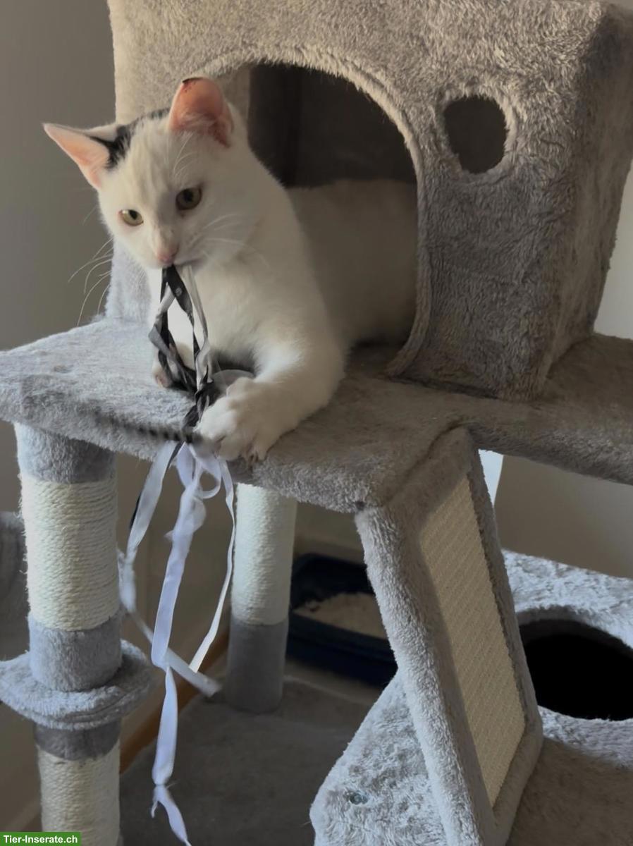 Bild 2: Katzen Yuki, Lou, Baluga & Schnurrbert suchen ein Zuhause