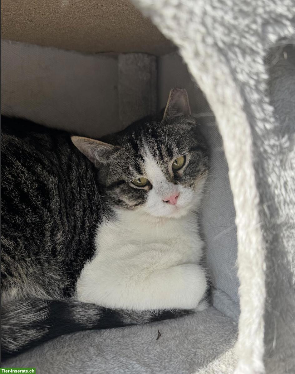 Bild 3: Katzen Yuki, Lou, Baluga & Schnurrbert suchen ein Zuhause