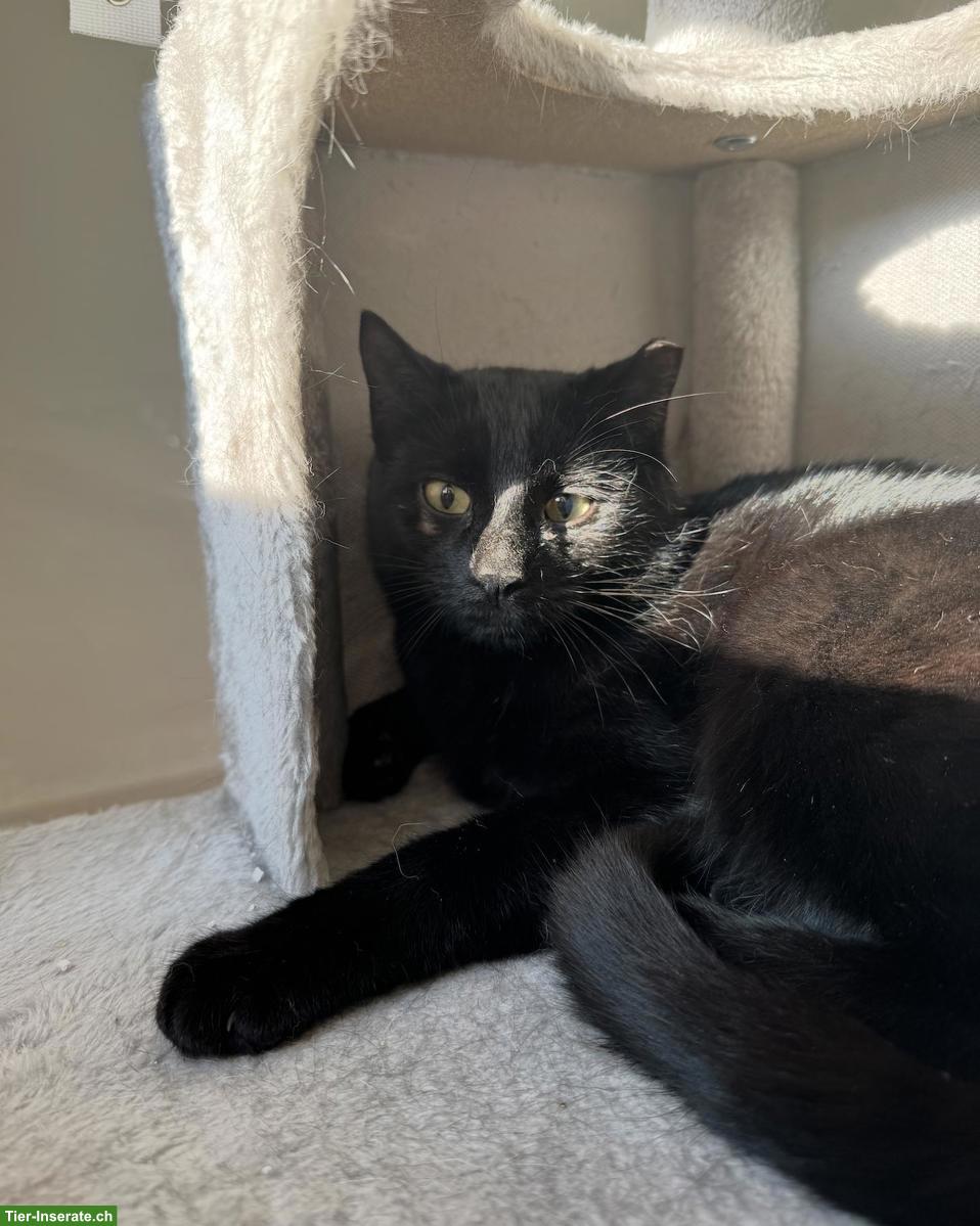 Bild 4: Katzen Yuki, Lou, Baluga & Schnurrbert suchen ein Zuhause