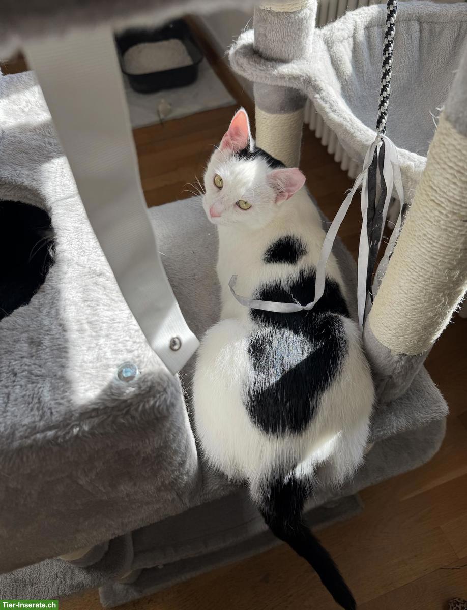 Bild 5: Katzen Yuki, Lou, Baluga & Schnurrbert suchen ein Zuhause