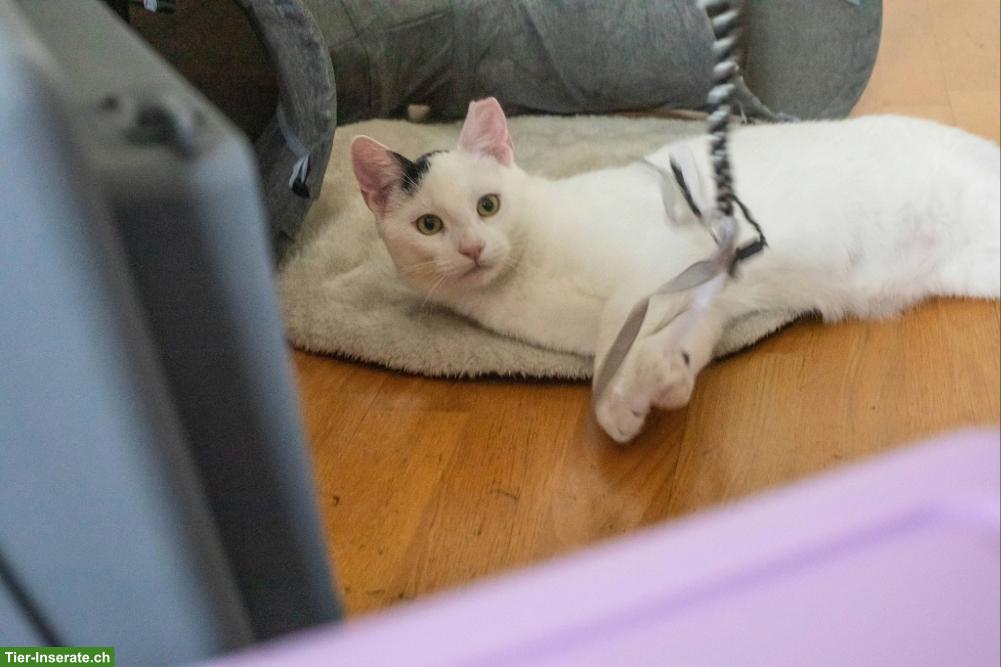 Bild 6: Katzen Yuki, Lou, Baluga & Schnurrbert suchen ein Zuhause