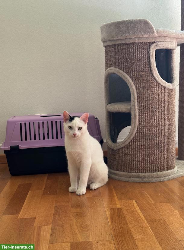 Bild 7: Katzen Yuki, Lou, Baluga & Schnurrbert suchen ein Zuhause