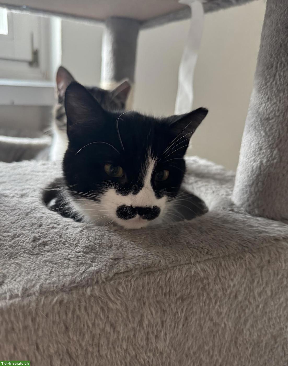 Bild 8: Katzen Yuki, Lou, Baluga & Schnurrbert suchen ein Zuhause