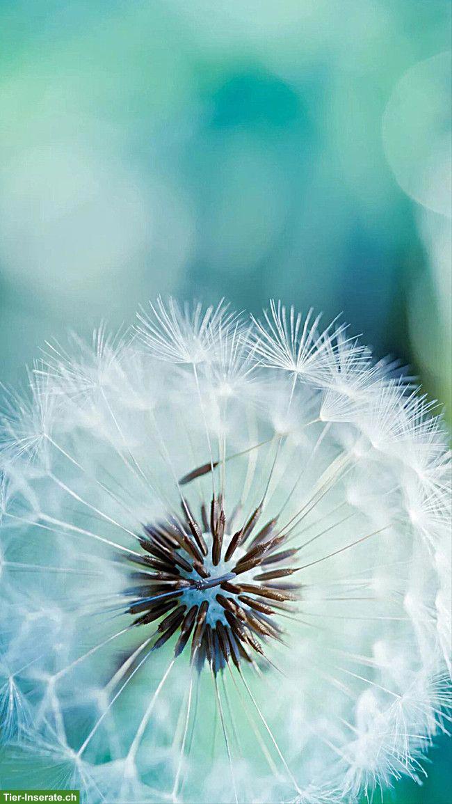 Tierkommunikation - dein Tier besser verstehen