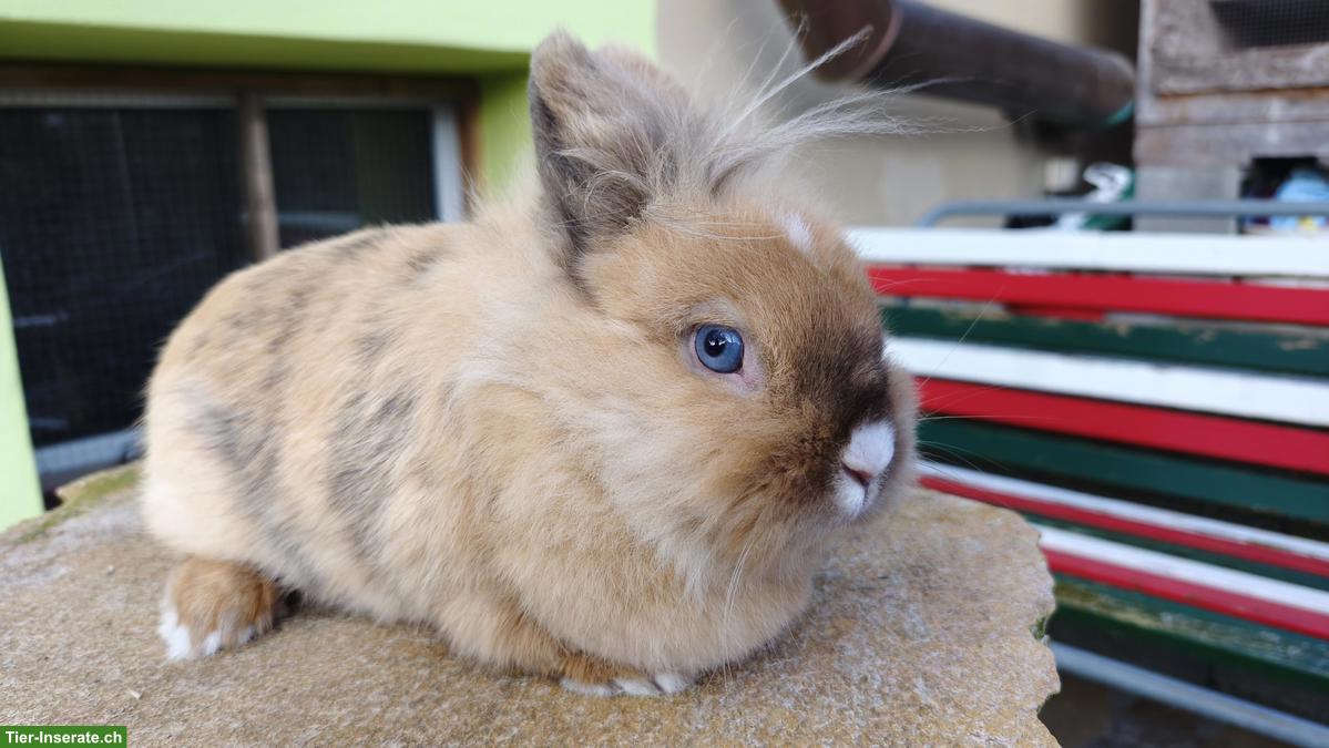 Löwenköpfchen Weibchen mit blauen Augen, 2-jährig