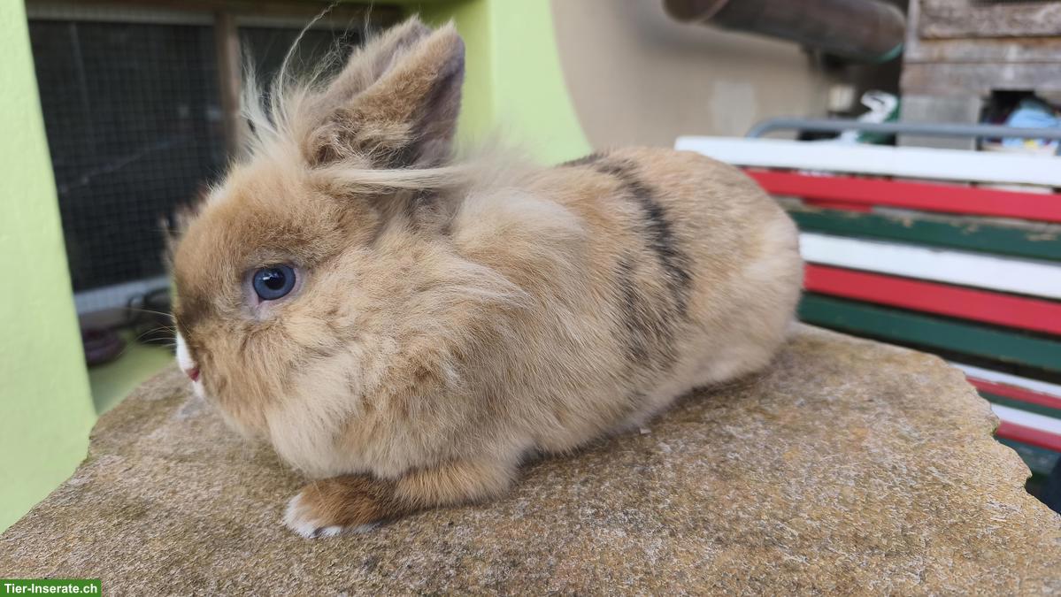 Bild 2: Löwenköpfchen Weibchen mit blauen Augen, 2-jährig