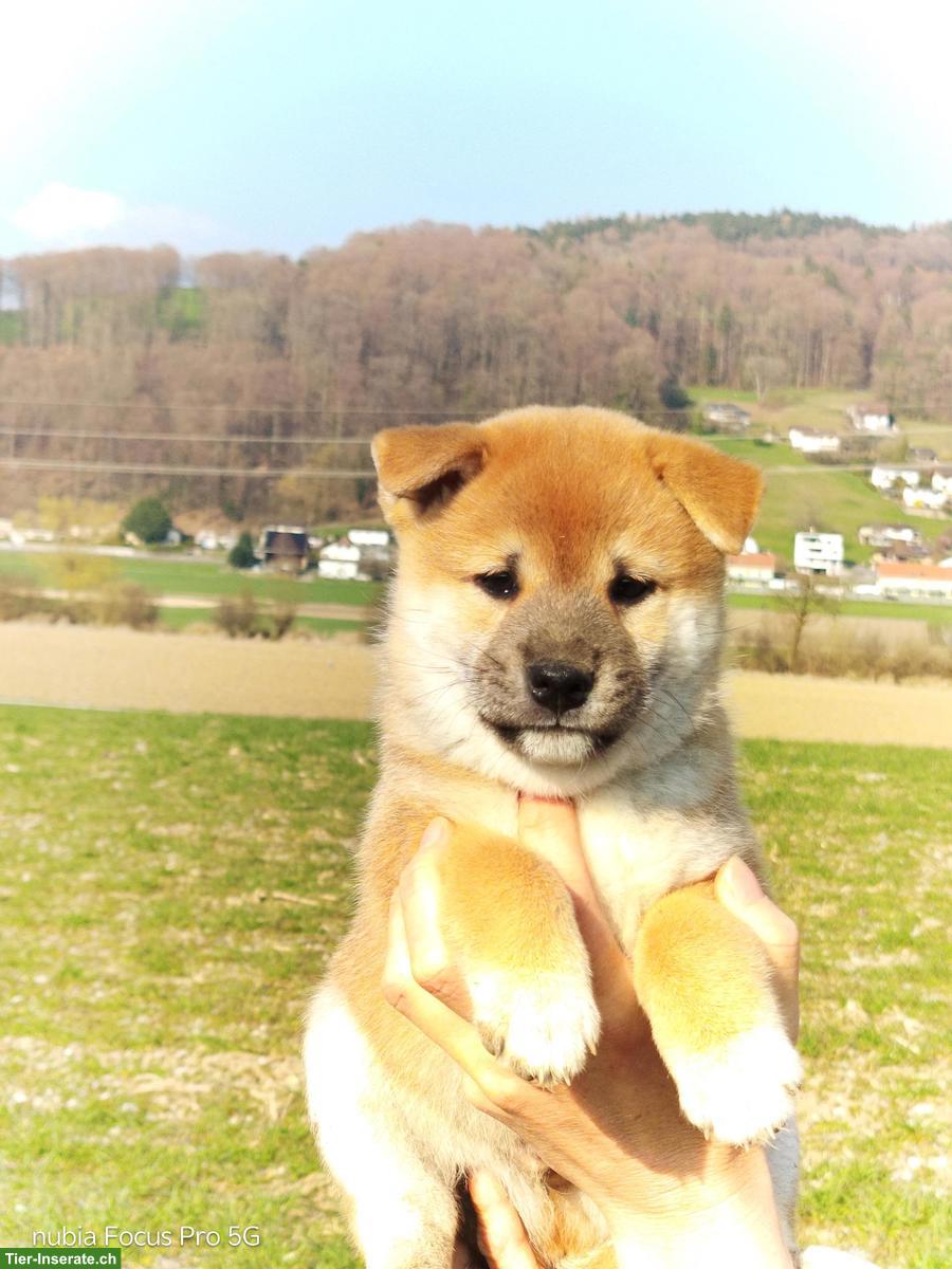 Wunderschöne Shiba Inu Welpen zu vergeben!