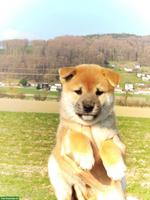 Wunderschöne Shiba Inu Welpen zu vergeben!