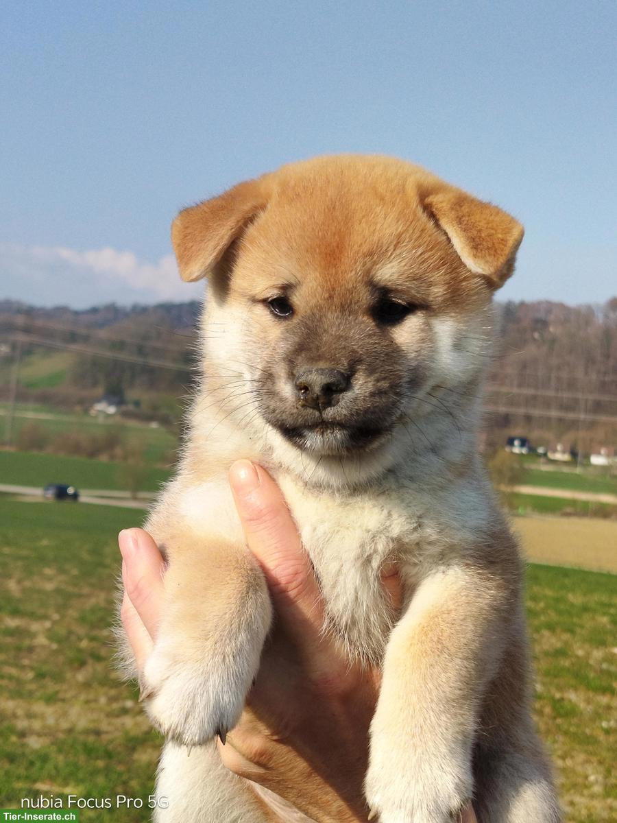 Bild 2: Wunderschöne Shiba Inu Welpen zu vergeben!