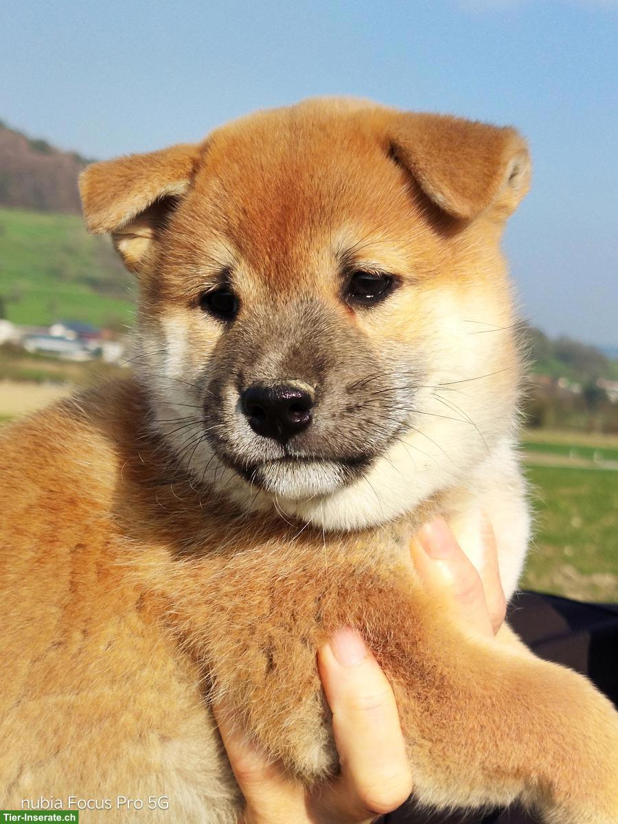 Bild 3: Wunderschöne Shiba Inu Welpen zu vergeben!