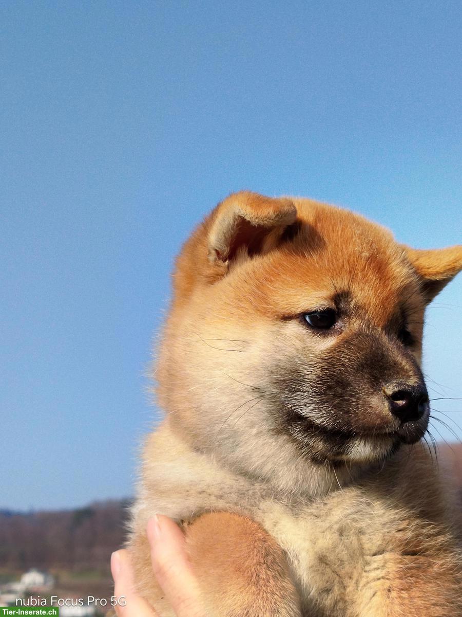 Bild 4: Wunderschöne Shiba Inu Welpen zu vergeben!