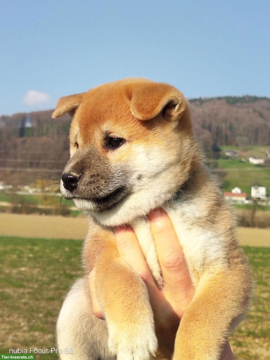 Bild 5: Wunderschöne Shiba Inu Welpen zu vergeben!