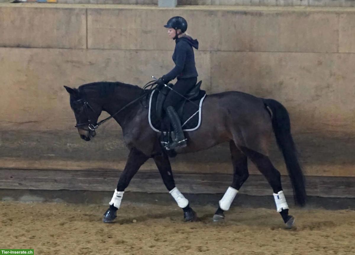 Suche Reitbeteiligung Umgebung 4654 Lostorf (SO)