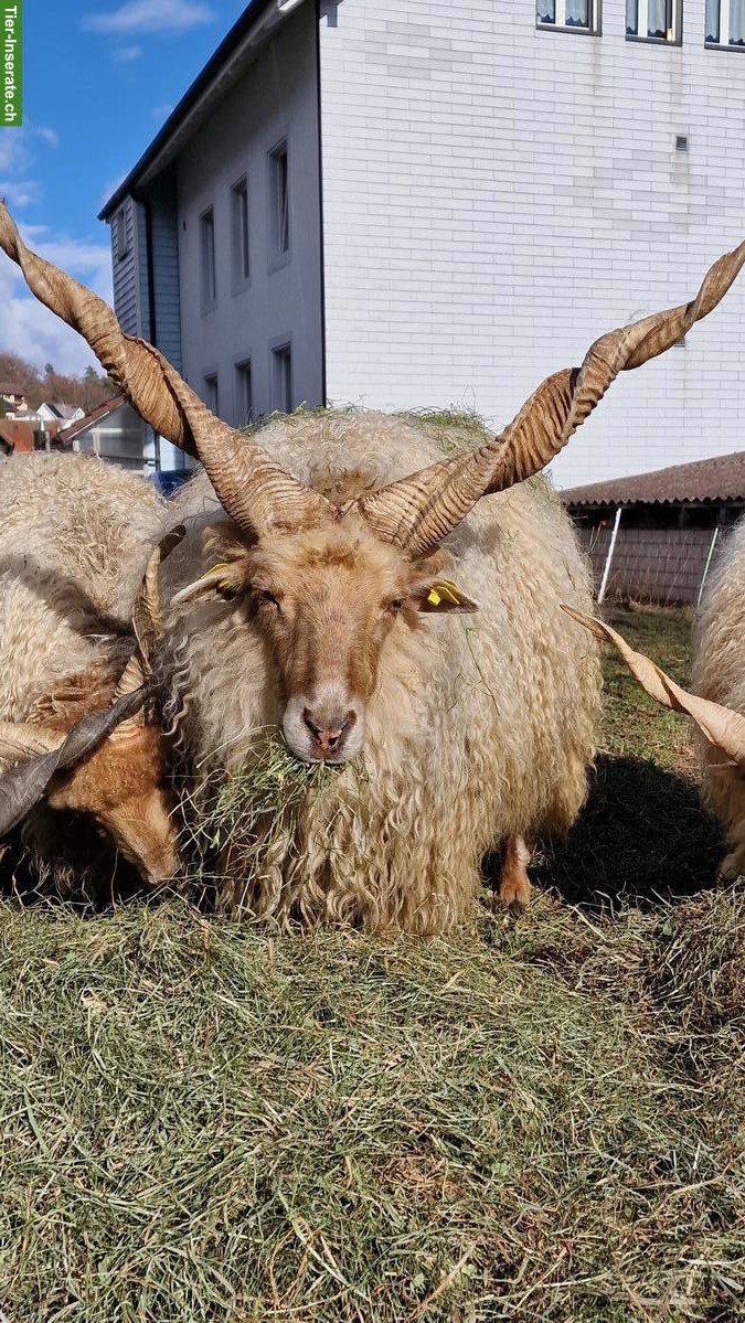Zackelschaf-Böcke, ideal für Zucht oder Weidepflege