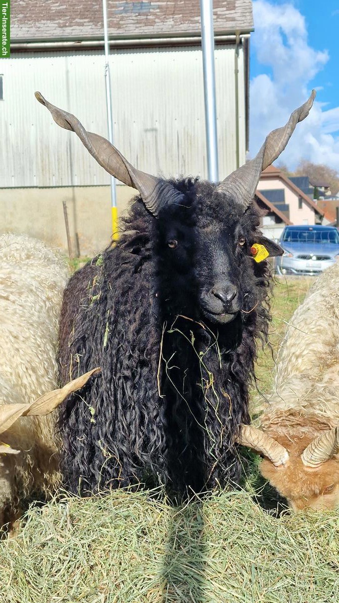 Bild 2: Zackelschaf-Böcke, ideal für Zucht oder Weidepflege
