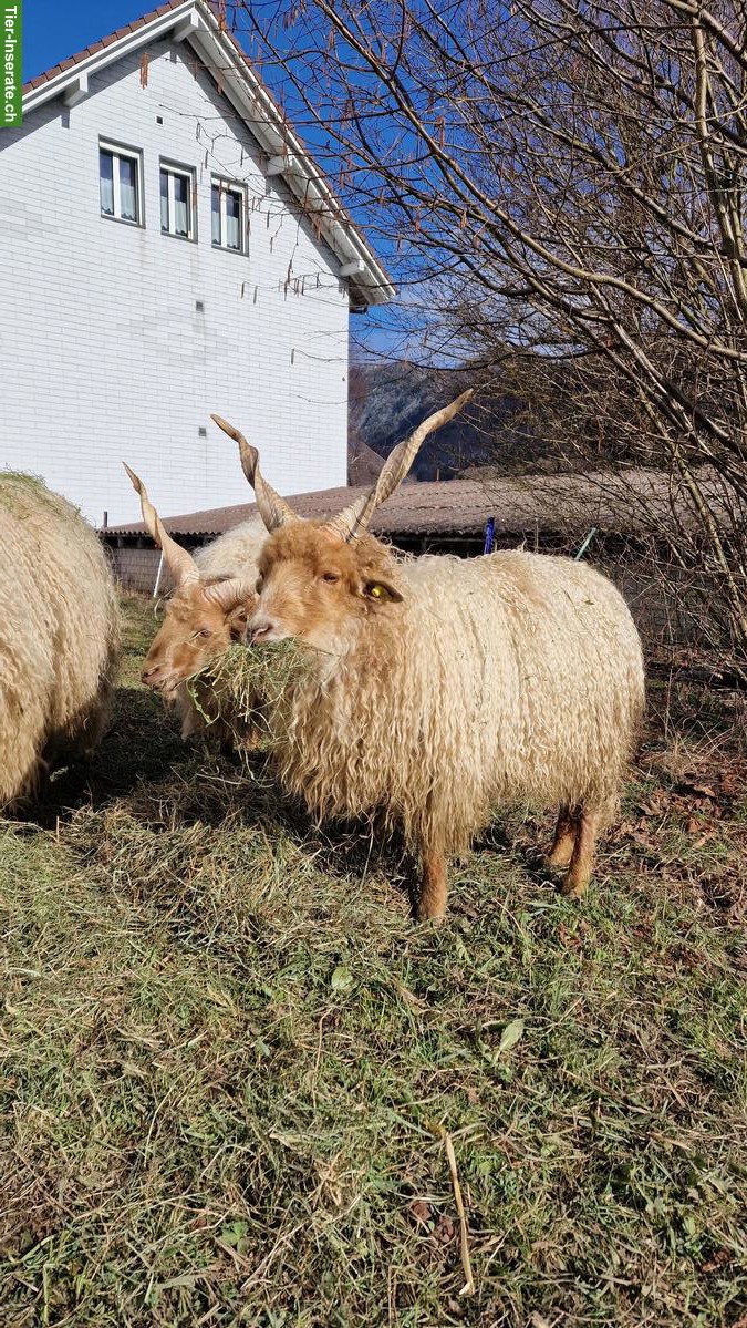 Bild 3: Zackelschaf-Böcke, ideal für Zucht oder Weidepflege