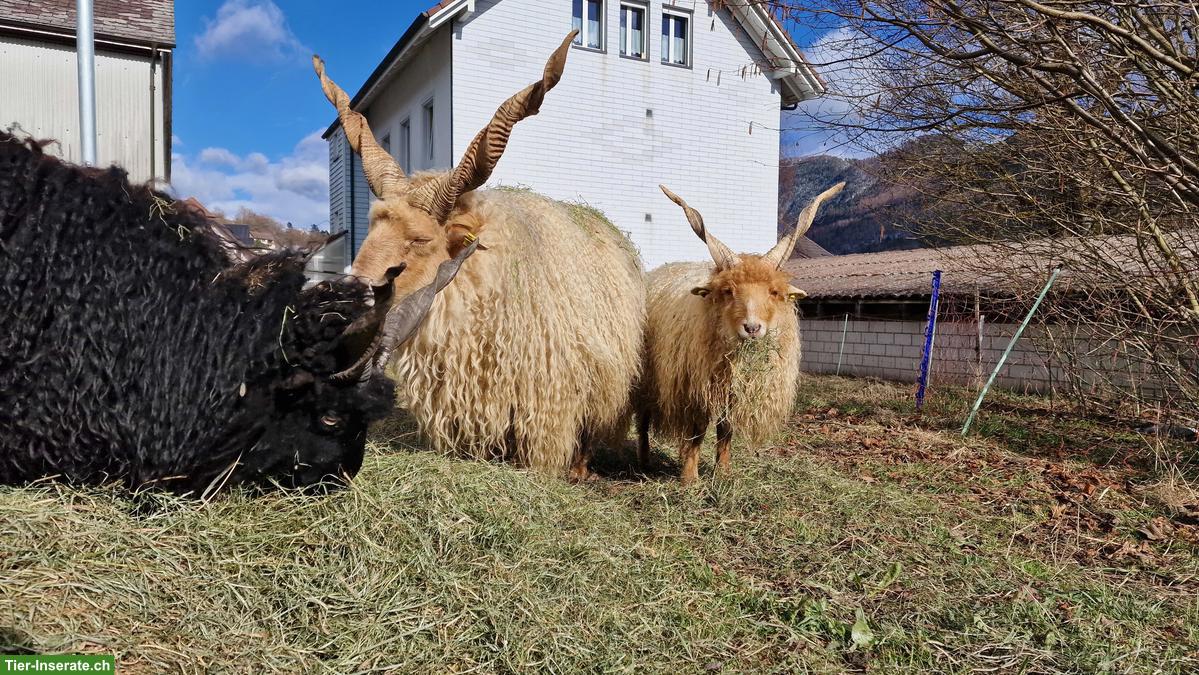 Bild 4: Zackelschaf-Böcke, ideal für Zucht oder Weidepflege