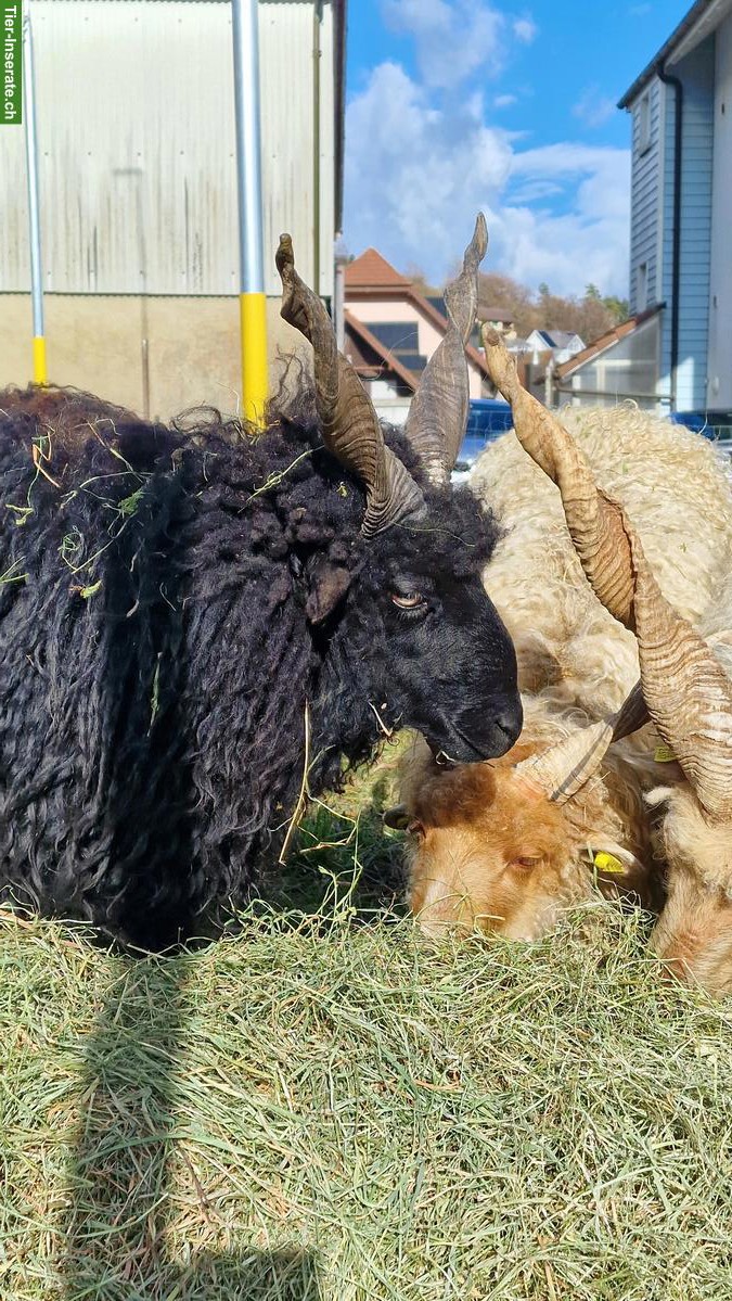 Bild 5: Zackelschaf-Böcke, ideal für Zucht oder Weidepflege