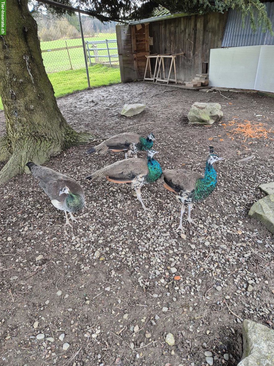 Junge Blaue Pfauen zu verkaufen