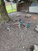 Junge Blaue Pfauen zu verkaufen