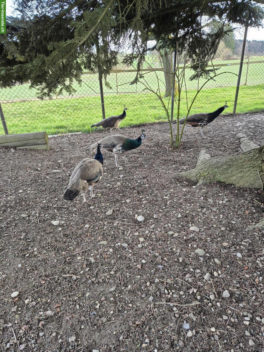 Bild 2: Junge Blaue Pfauen zu verkaufen