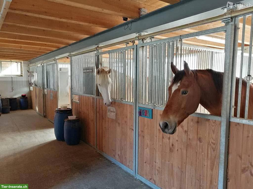 Bild 3: Pensionsplatz zu vermieten in grosszügigen Auslaufbox, Sempach LU