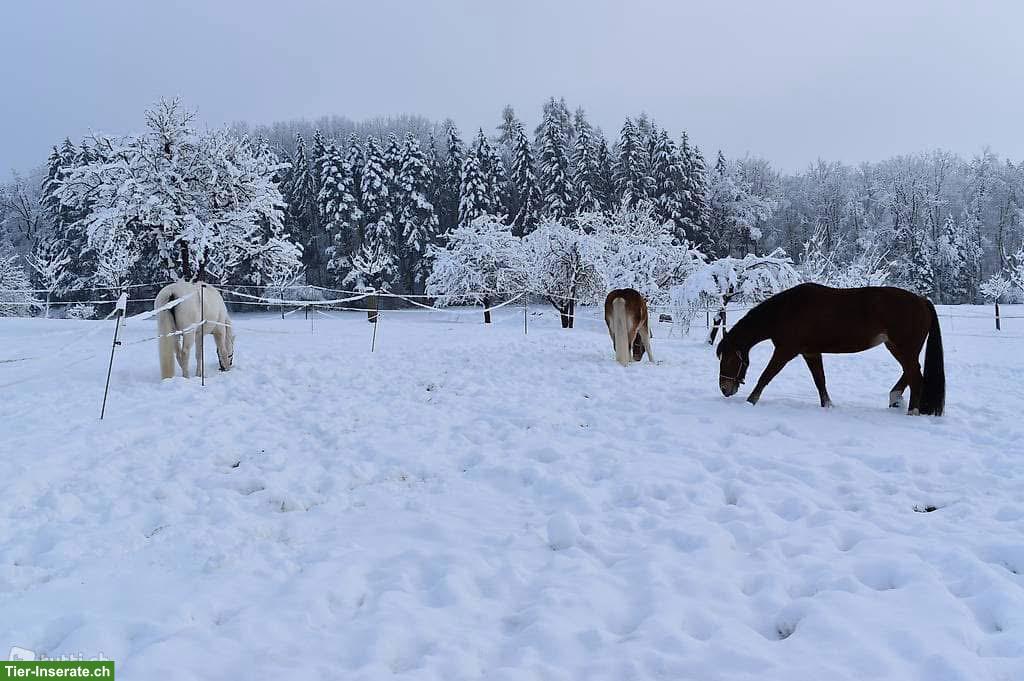 Bild 4: Pensionsplatz zu vermieten in grosszügigen Auslaufbox, Sempach LU