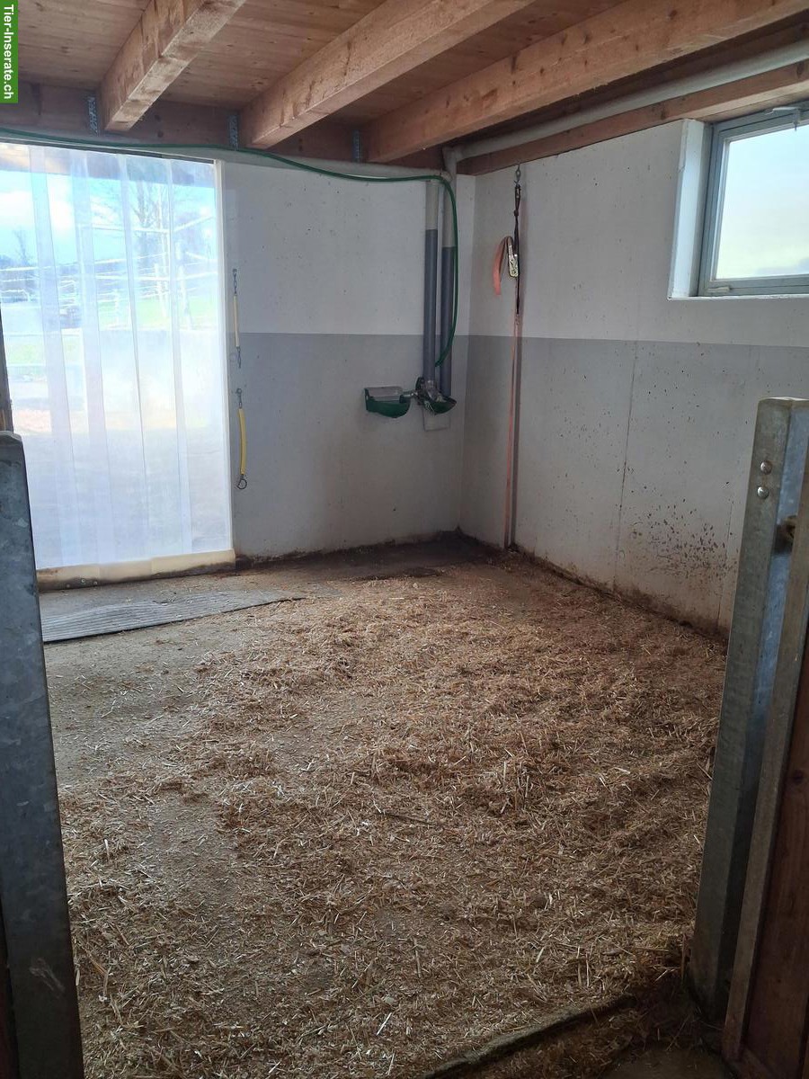 Bild 6: Pensionsplatz zu vermieten in grosszügigen Auslaufbox, Sempach LU