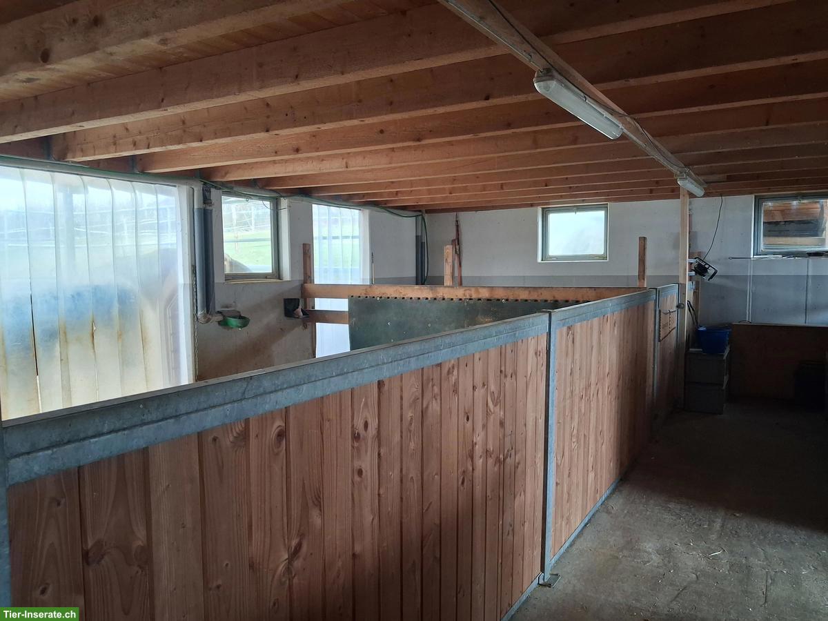 Bild 7: Pensionsplatz zu vermieten in grosszügigen Auslaufbox, Sempach LU