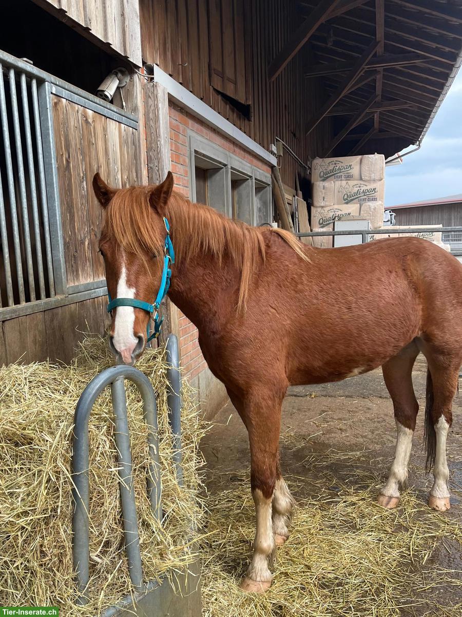 FM Freiberger Wallach 3-jährig zu verkaufen