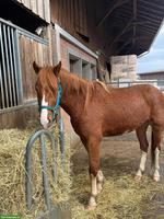 FM Freiberger Wallach 3-jährig zu verkaufen