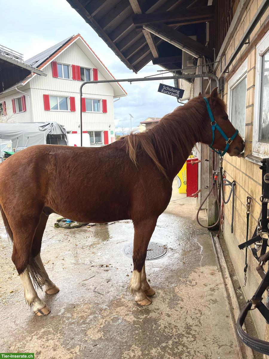 Bild 2: FM Freiberger Wallach 3-jährig zu verkaufen