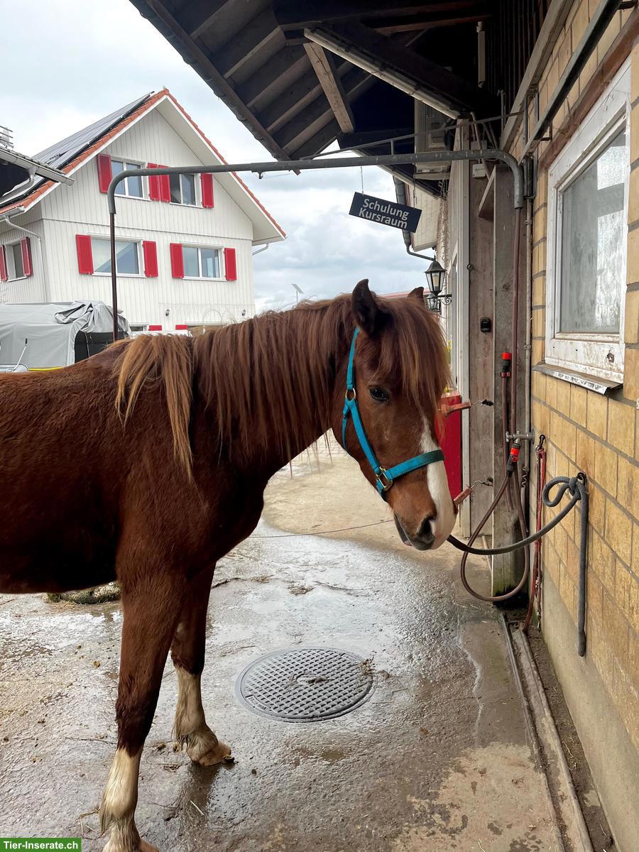 Bild 3: FM Freiberger Wallach 3-jährig zu verkaufen