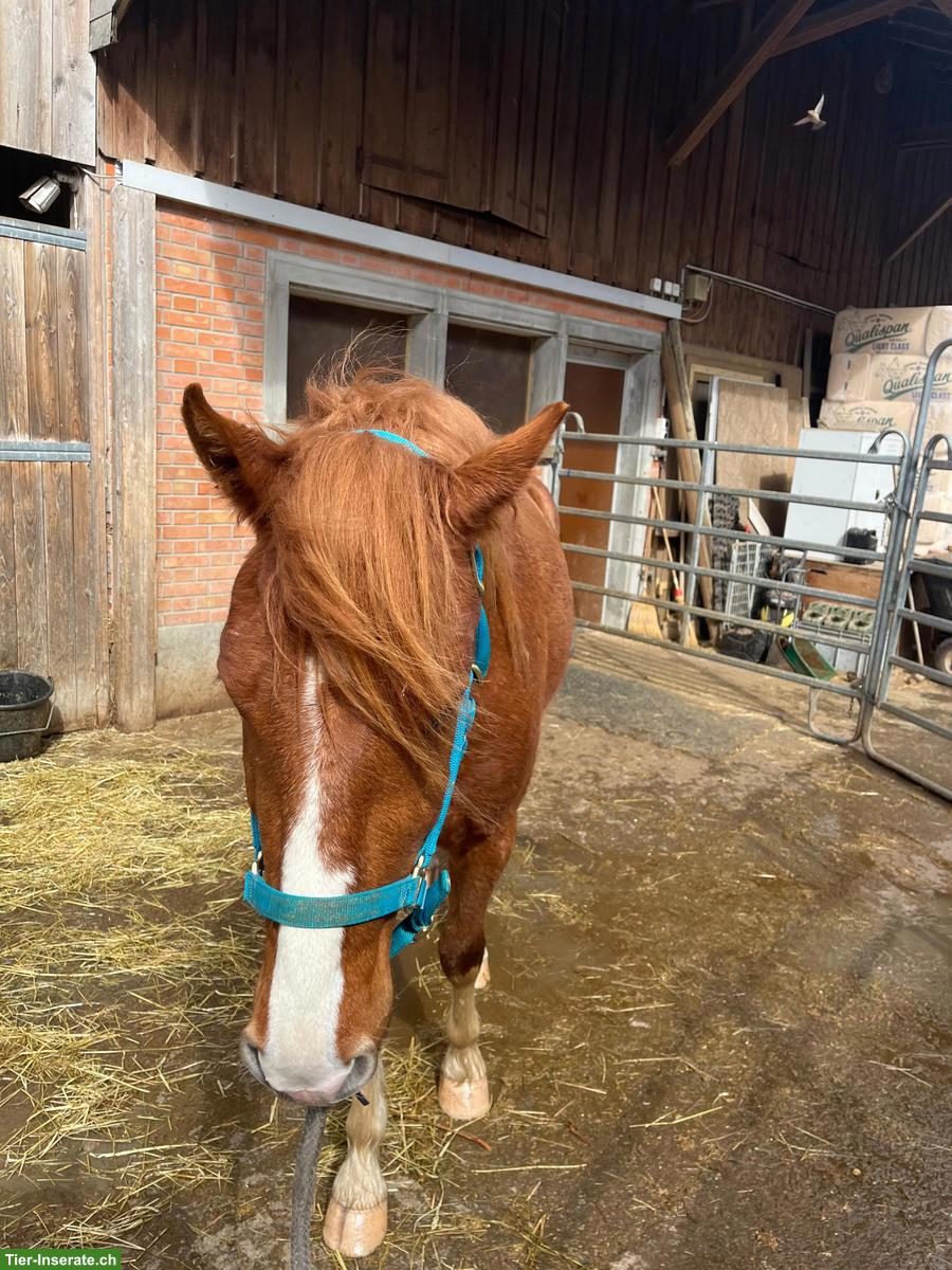 Bild 4: FM Freiberger Wallach 3-jährig zu verkaufen