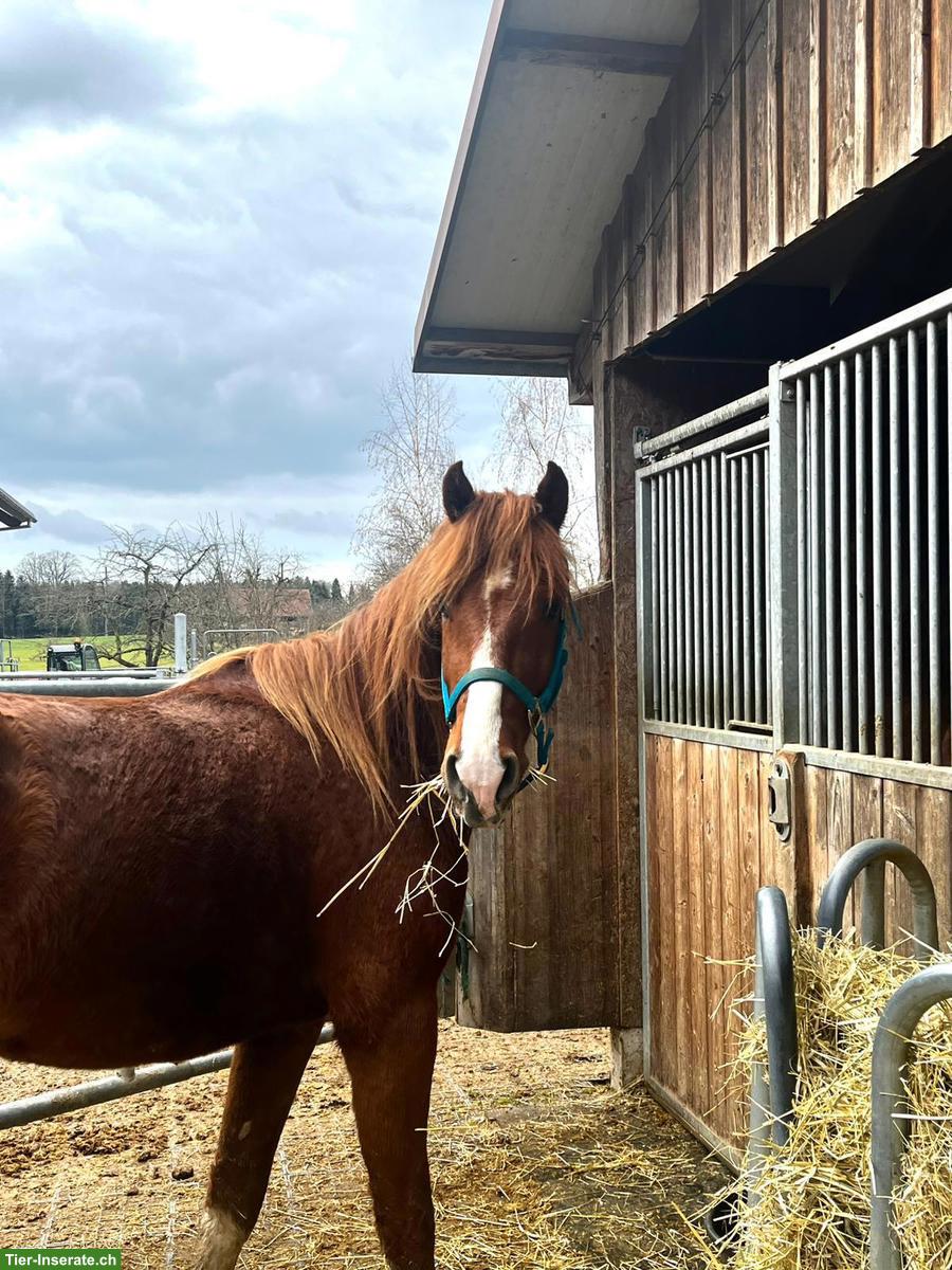 Bild 5: FM Freiberger Wallach 3-jährig zu verkaufen
