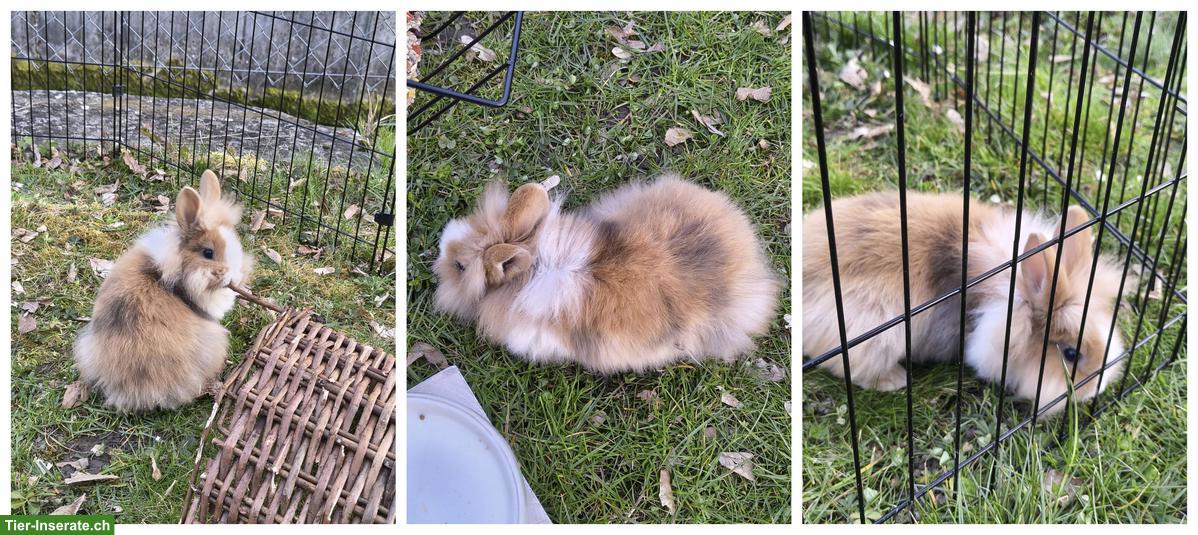 Süsse Löwenkopf Zwergkaninchen