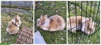 Süsse Löwenkopf Zwergkaninchen