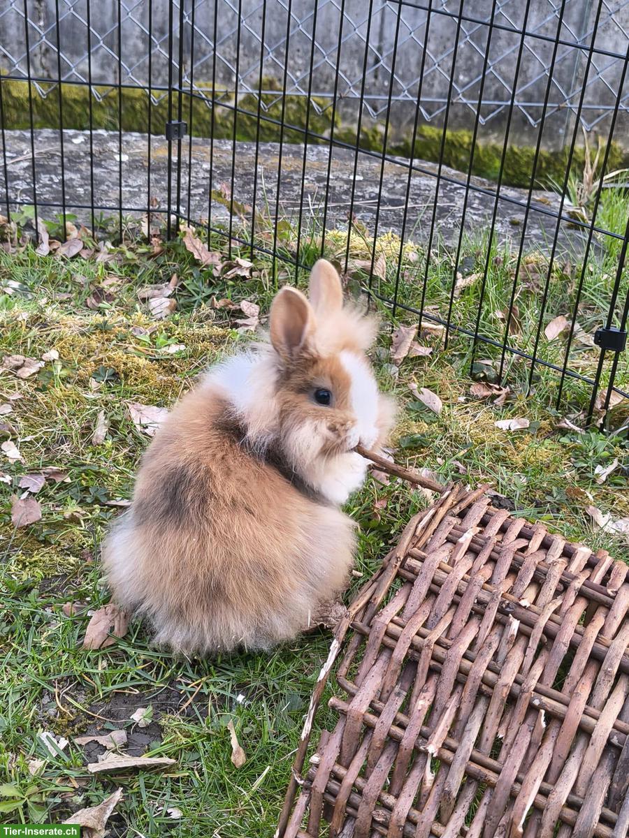 Bild 3: Süsse Löwenkopf Zwergkaninchen