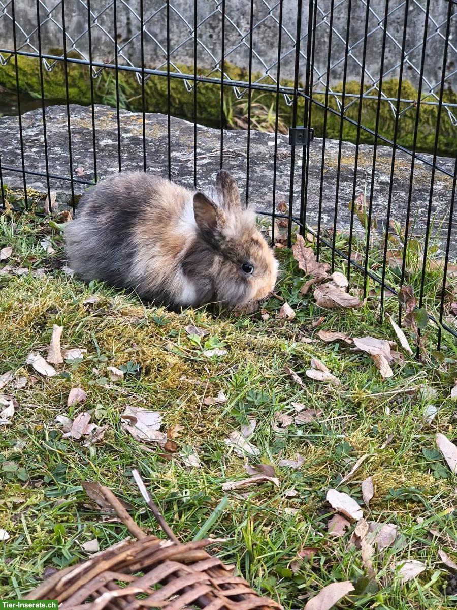 Bild 4: Süsse Löwenkopf Zwergkaninchen