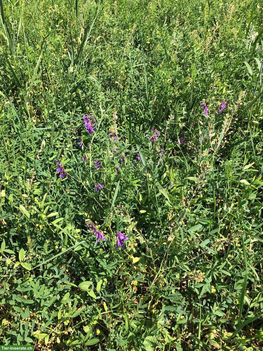 Esparsette Pellets - Direktverkauf ab Hof