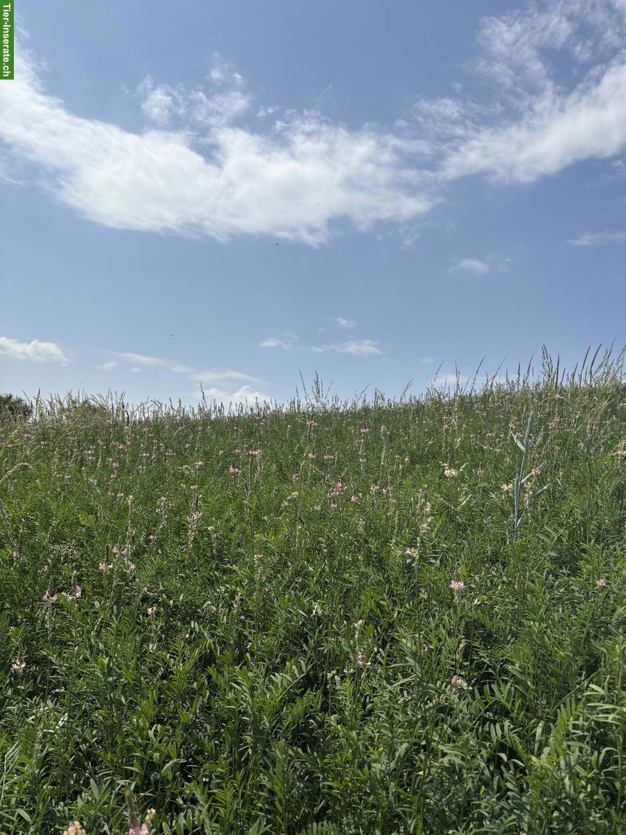Bild 4: Esparsette Pellets - Direktverkauf ab Hof