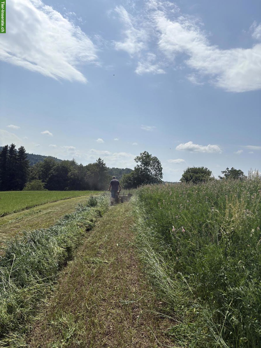 Bild 5: Esparsette Pellets - Direktverkauf ab Hof