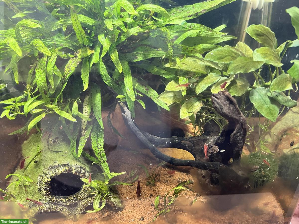 Bild 2: Rote Sakura-Garnelen inkl. Aquarium abzugeben