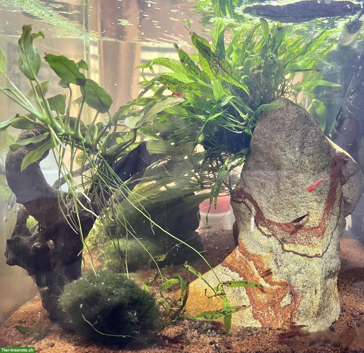 Bild 3: Rote Sakura-Garnelen inkl. Aquarium abzugeben