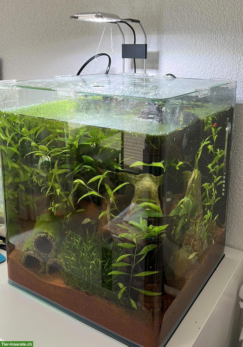 Bild 4: Rote Sakura-Garnelen inkl. Aquarium abzugeben